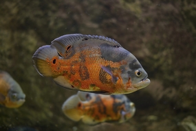 水族馆游来游去的鱼图片